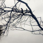 031rosella