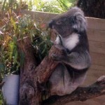 049koala