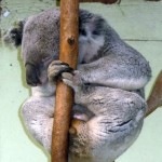 073koala