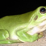 142frog