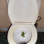 143frogwc