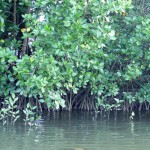 178mangrove